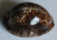 /products/cypraea-maculifera-martybealsi-lorenz-20022/